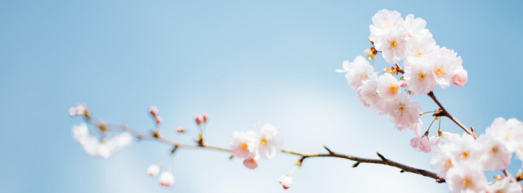 寒蕾